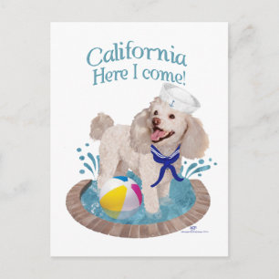 California Poodle Postkarte