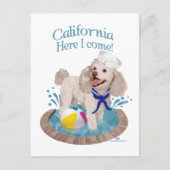 California Poodle Postkarte (Vorderseite)