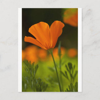 California Poppie Postkarte