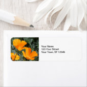 California Poppies (Insitu)