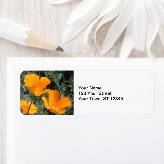 California Poppies (Insitu)