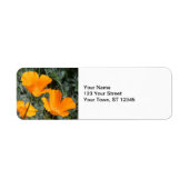 California Poppies (Vorne)