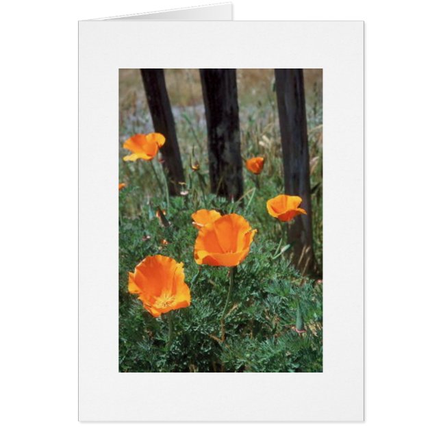 California Poppies (Vorne)