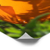 California Poppies 2011 Print Poster (Ecke)