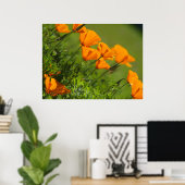 California Poppies 2011 Print Poster (Heimbüro)