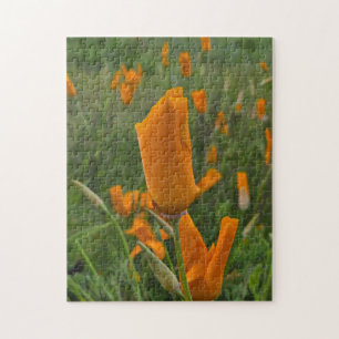 California Poppies as Buds Puzzle