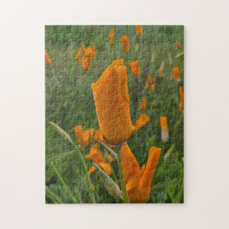 California Poppies as Buds Puzzle