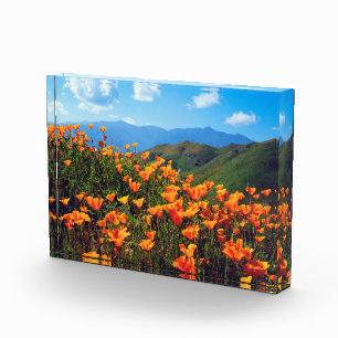 California Poppies Covering a Hillside Fotoblock
