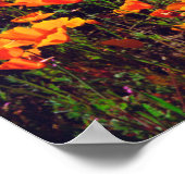 California Poppies Covering a Hillside Poster (Ecke)