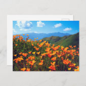 California Poppies Covering a Hillside Postkarte (Vorne/Hinten)