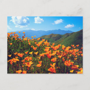 California Poppies Covering a Hillside Postkarte