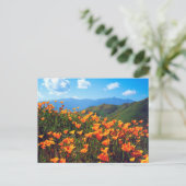 California Poppies Covering a Hillside Postkarte (Stehend Vorderseite)