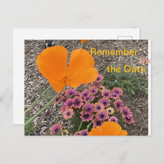 California Poppies Einladungspostkarte (Vorne/Hinten)