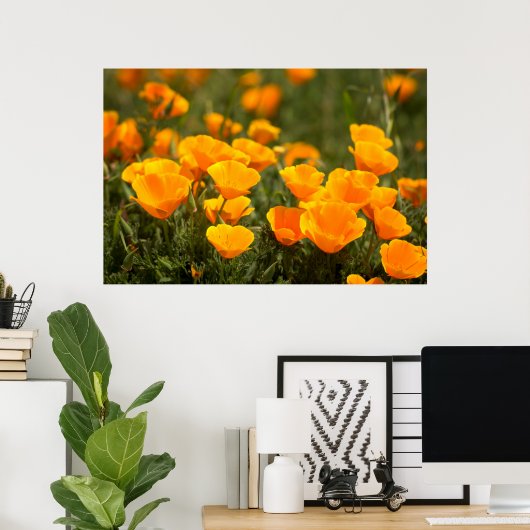 California poppies, Montana de Oro State Park Poster (Heimbüro)