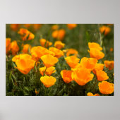 California poppies, Montana de Oro State Park Poster (Vorne)