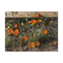 California Poppies