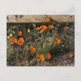 California Poppies Postkarte