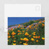 California Poppies Postkarte (Vorne/Hinten)