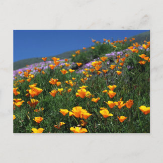 California Poppies Postkarte