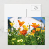 California Poppies Postkarte (Vorne/Hinten)