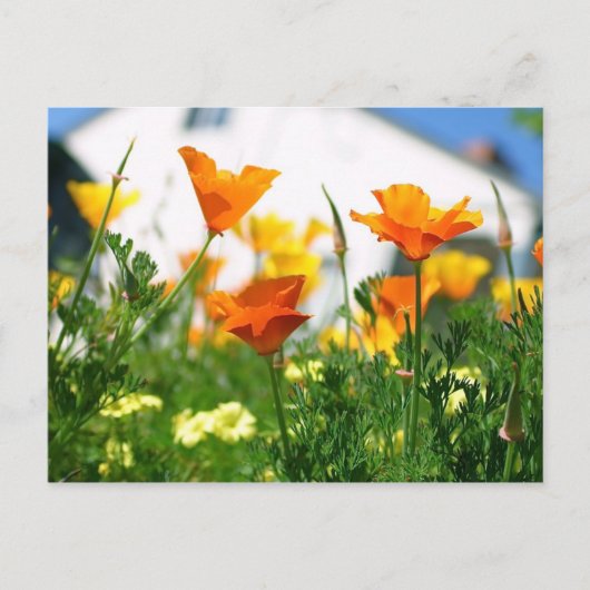 California Poppies Postkarte (Vorderseite)