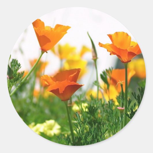 California Poppies Runder Aufkleber (Vorderseite)