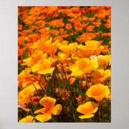 California Poppies | Schönheit des Frühlings Poster