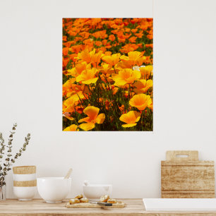 California Poppies Schönheit des Frühlings Poster