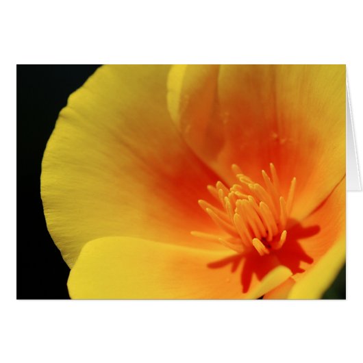 California Poppy (Vorderseite (Horizontal))