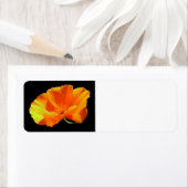 California Poppy (Insitu)