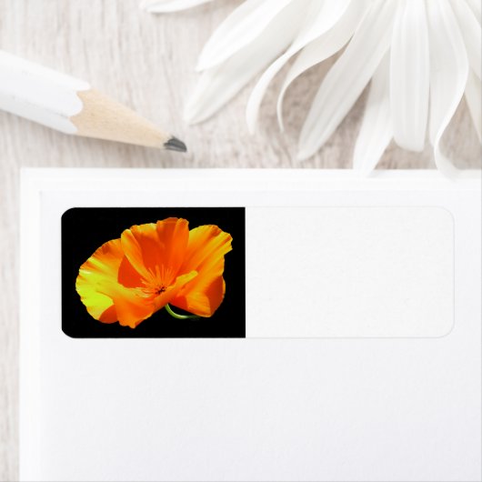 California Poppy (Insitu)