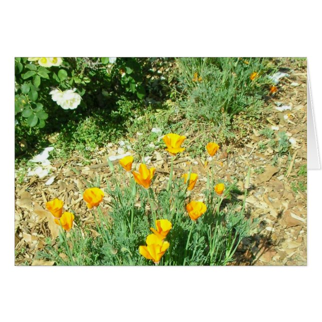 California Poppy #6 (Vorderseite (Horizontal))