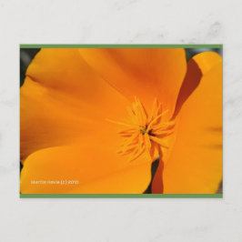California Poppy | Blue Beach Song™ Postkarte