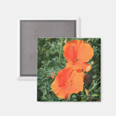 California Poppy Blume Magnet (Vorderseite/Rückseite)