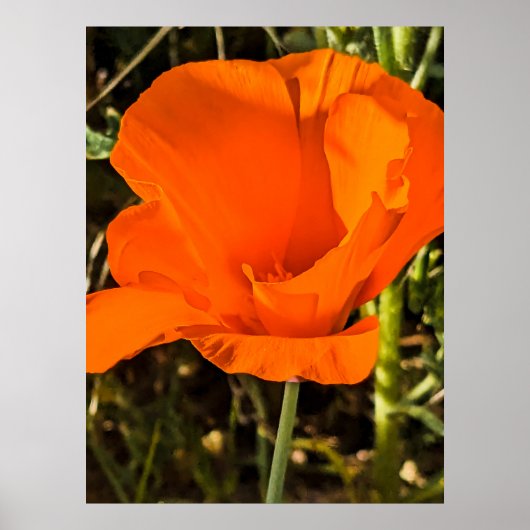 California Poppy - California Poppy 4 Poster (Vorne)