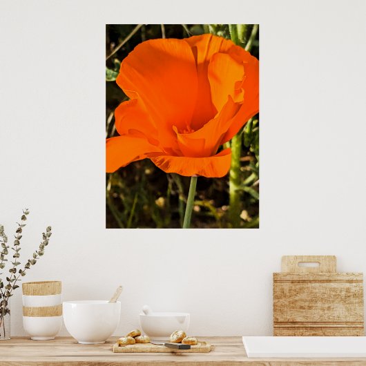 California Poppy - California Poppy 4 Poster (Küche)