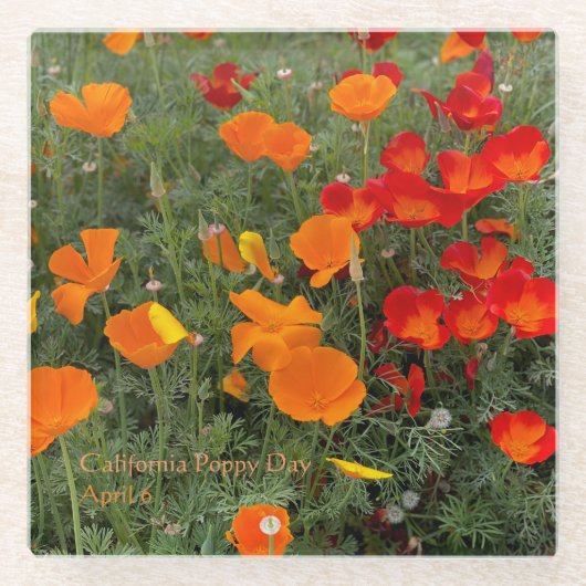 California Poppy Day Glasuntersetzer (Vorderseite)