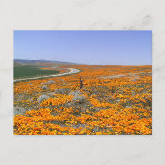 California Poppy Field Postkarte