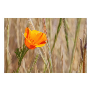 California Poppy Fotodruck