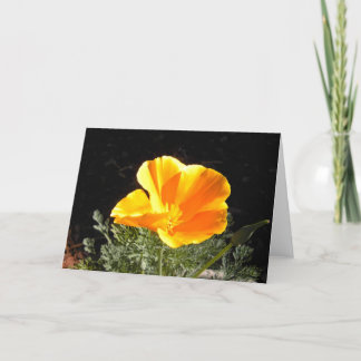 California Poppy in Bloom Karte