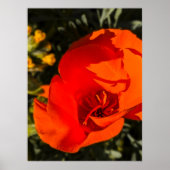 California Poppy - Kalifornien Poppy 1 Poster (Vorne)