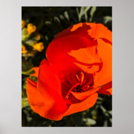 California Poppy - Kalifornien Poppy 1 Poster