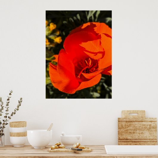 California Poppy - Kalifornien Poppy 1 Poster (Küche)