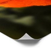 California Poppy - Kalifornien Poppy 1 Poster (Ecke)