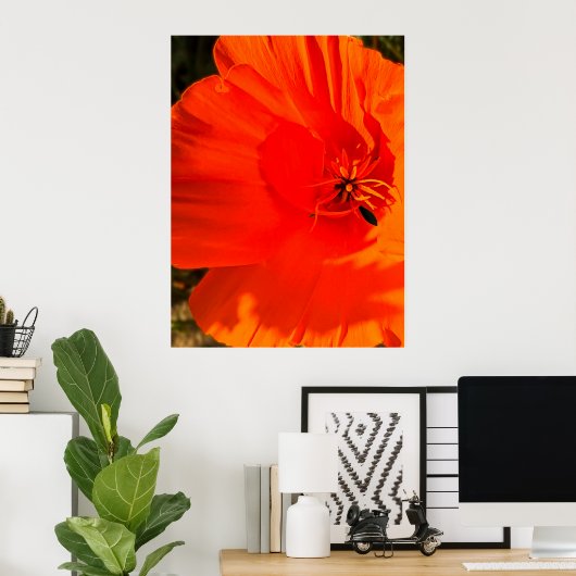 California Poppy - Kalifornien Poppy 3 Poster (Heimbüro)