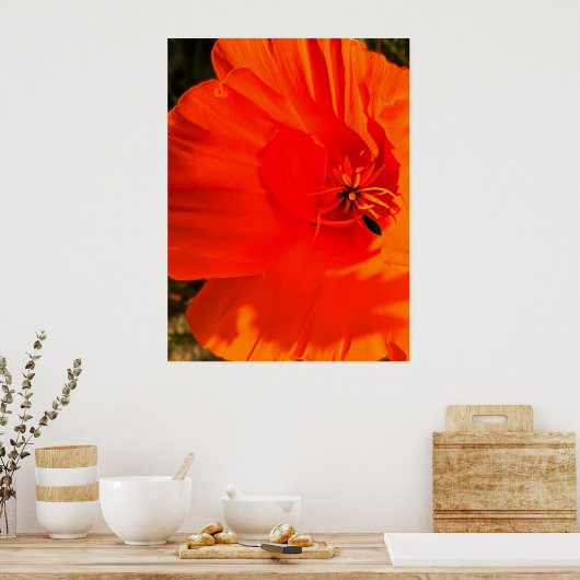 California Poppy - Kalifornien Poppy 3 Poster (Küche)