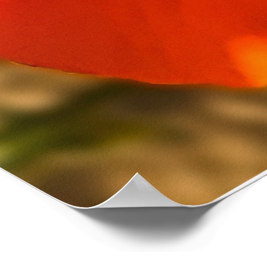 California Poppy - Kalifornien Poppy 3 Poster (Ecke)