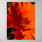 California Poppy - Kalifornien Poppy 6 Poster (Vorne)