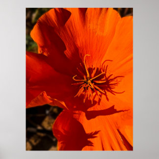 California Poppy - Kalifornien Poppy 6 Poster