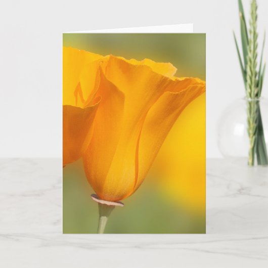 California Poppy Karte (Vorderseite)